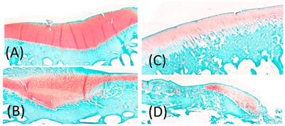 A Morphological Study of the Meniscus, Cartilage and Subchondral Bone Following Closed-Joint Traumatic Impact to the Knee